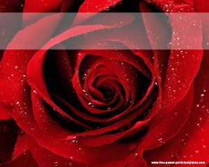 red roses powerpoint template