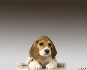 Beagle Powerpoint Template