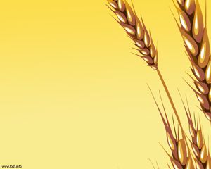 Free Wheat Ears PowerPoint Template with Yellow PPT background design