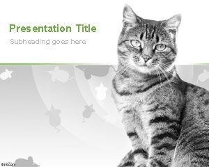 Domestic Cats PowerPoint Template with awesome gray cat in the slide design