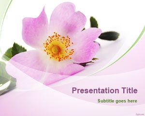 Single Flower PowerPoint Template