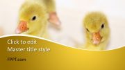160040-ducklings-template-16x9-1