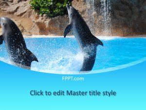 Free Dolphins PowerPoint Template