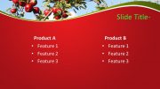 160147-apples-template-16x9-4
