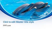 160390-dolphin-template-16x9-1