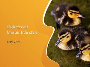 Free Duckling PowerPoint Template