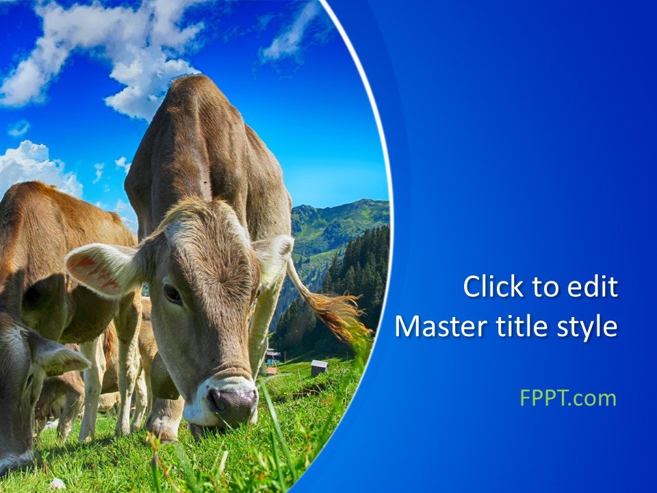 cow powerpoint template