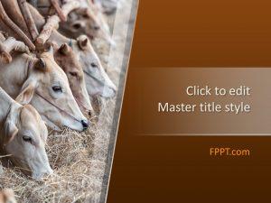 Free Cattle PowerPoint Template