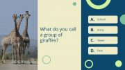30141-trivia-powerpoint-template-4-giraffes