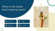 30141-trivia-powerpoint-template-8-bee
